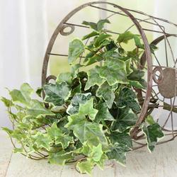 Real Touch Cascading Variegated English Ivy Bush