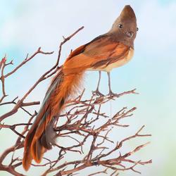 Walnut and Maple Woodland Artificial Bird