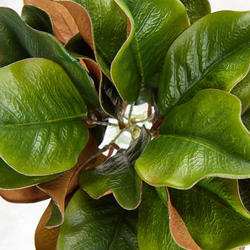Artificial Magnolia Leaf Bush