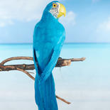 Life Size Tropical Blue Artificial Macaw Parrot