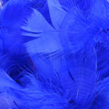Royal Blue Natural Loose Feathers