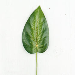 Artificial Dieffenbachia Leaf Stem