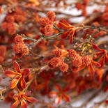 Autumn Orange Artificial Starflower and Berry Bush