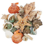Bag of Assorted Natural Seashells