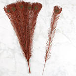 Copper Glitter Peacock Feathers