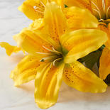 Yellow Tiger Lily Bush