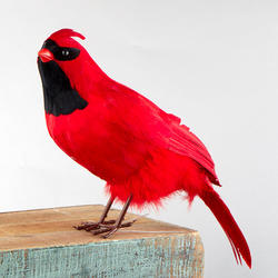Standing Artificial Cardinal