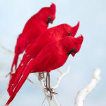 Red Artificial Cardinals
