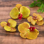Green Floating Artificial Moth Orchid Blooms