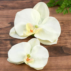 Cream White Floating Orchid Flower Blooms