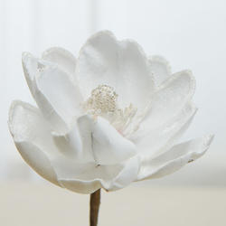 White Magnolia Bloom Stem