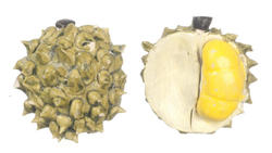 Dollhouse Miniature Durian Fruits - The Smelliest Fruit