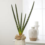 Artificial Cylindrical Snake Plant Stem