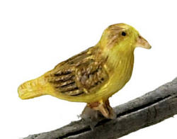 Miniature Norwich Fancy Canary