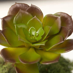 Artificial Hen and Chick Succulent Pick