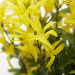 Yellow Artificial Starflower Bush