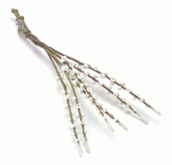Miniature White Lupine Stems