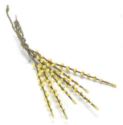 Miniature Yellow Lupine Stems