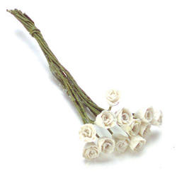 Miniature White Tulip Stems
