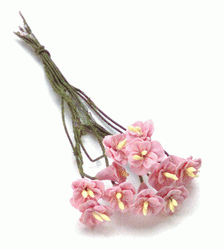 Miniature Pink Camellia Stems