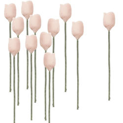 Miniature Light Pink Tulip Stems