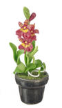 Dollhouse Miniature Potted Pink And Yellow Oncidium Orchid