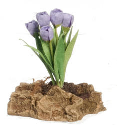 Miniature Lavender Tulip Rock Garden