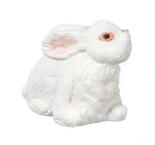 Miniature White Rabbit