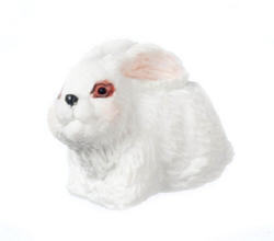 Miniature White Rabbit Looking Up