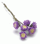 Miniature Purple Water Lily Bundle