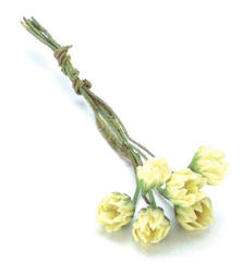 Miniature Yellow Water Lily Bundle