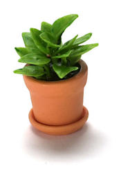 Miniature Potted Houseplant