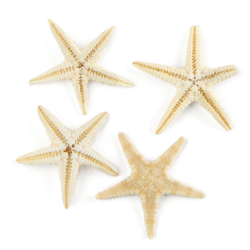 Micro Miniature Natural Starfish Shells - Fairy Garden Supplies - Craft ...