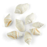 Tiny Natural Sea Shells