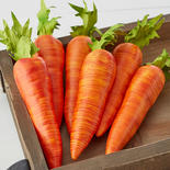 Artificial Carrots