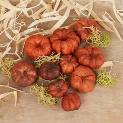 Natural Dried Putka Pod Mini Pumpkins