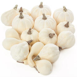 Bulk Case 768 Assorted Harvest White Artificial Pumpkin Gourds