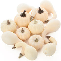 Bulk Case 576 Assorted Harvest White Artificial Pumpkin Gourds