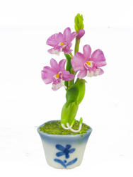 Miniature Potted Pink and White Dendrobium Orchid