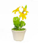 Miniature Potted Yellow Violet