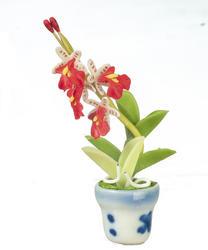 Miniature Potted Red Oncidium Orchid