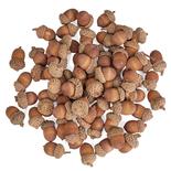 Bulk Case of Approx 3600 Extremely Realistic Artificial Acorns