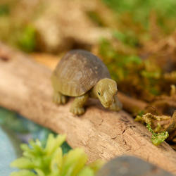 Micro Mini Tortoise Figurine