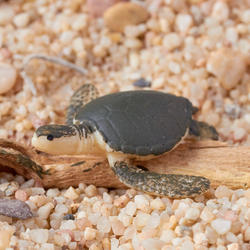 Micro Miniature Sea Turtle