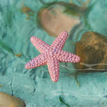 Micro Miniature Starfish