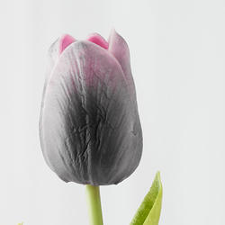 Realistic Artificial Purple Tulip