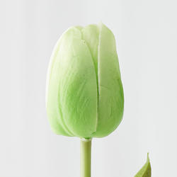 Realistic Artificial Green Tulip