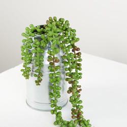 Artificial String of Pearls Succulent Plant
