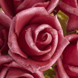 Beauty Mini Rose Bundle
