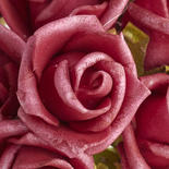 Beauty Mini Rose Bundle